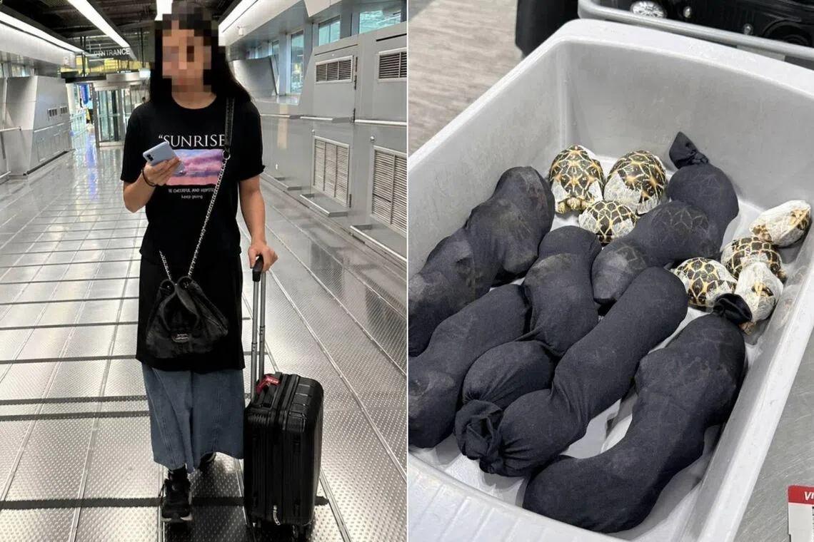 Teenager with 30 protected tortoises under her clothes nabbed at airport