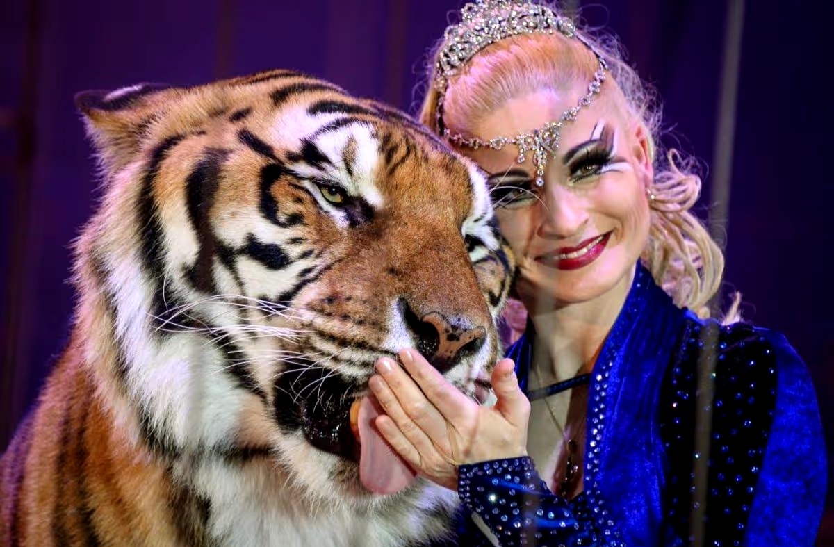 Escaped tiger shot de@d in Leipzig after it attacked 72-year-old man